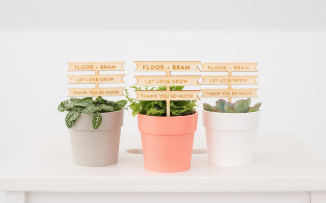 planten in gekleurde potjes